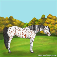 Horse Color:Bay Near Leopard  and Bay Near Leopard 