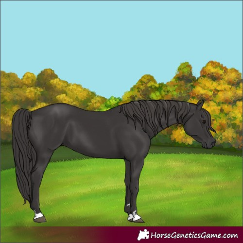 Horse Color:Smoky Black 