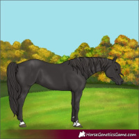 Horse Color:Smoky Black 