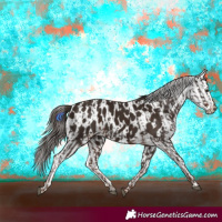 Horse Color:Liver Chestnut  and Liver Chestnut Appaloosa 
