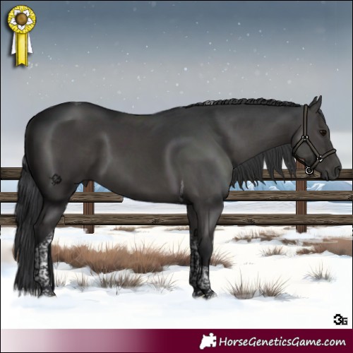 Horse Color:Black Tobiano 