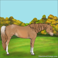 Horse Color:White Spotted Chestnut 