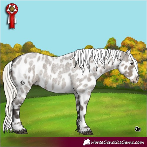 Horse Color:Silver Smoky Grullo Roan Appaloosa 