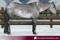 Horse Color:Platinum Buckskin Dun Tobiano 