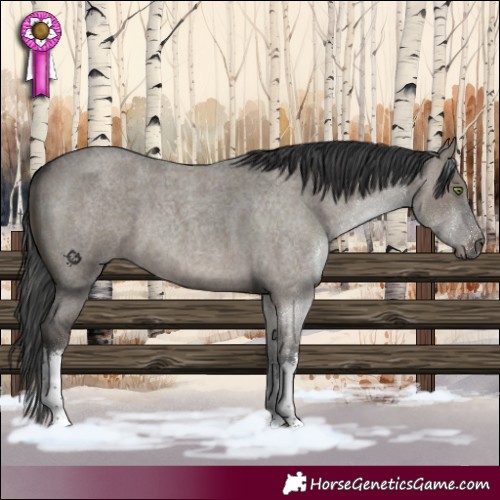Horse Color:White Spotted Grullo Roan 