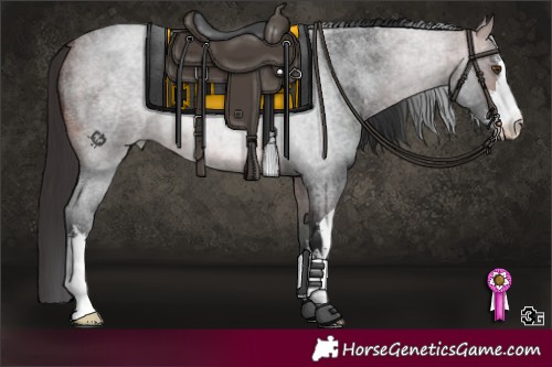 Horse Color:White Spotted Brown Roan Rabicano 