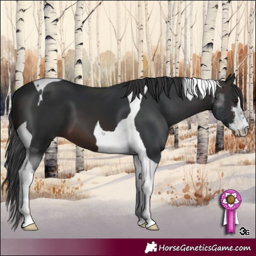 Horse Color:White Spotted Brown Tobiano 