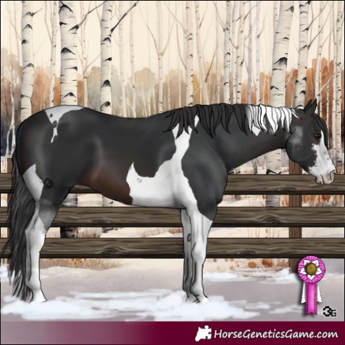Horse Color:White Spotted Brown Tobiano 