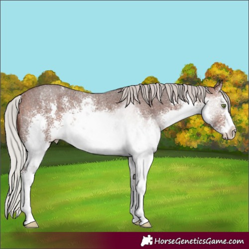 Horse Color:White Spotted Silver Brown Sabino Rabicano 