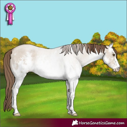 Horse Color:White Spotted Grullo Pearl Sabino Rabicano 