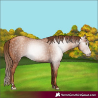 Horse Color:Gray Gold Champagne 