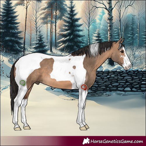 Horse Color:White Spotted Brown Dun Tobiano 