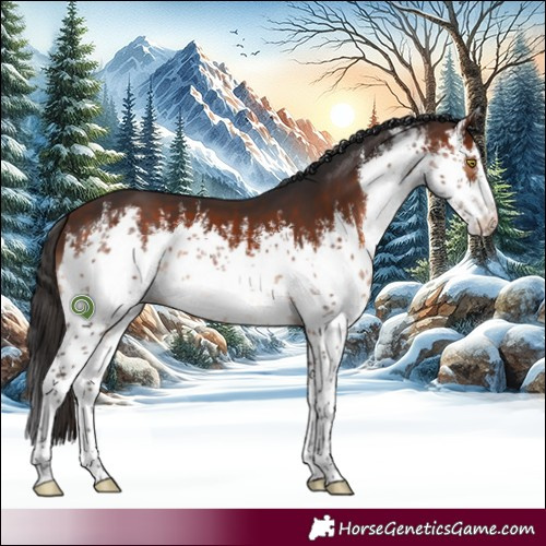 Horse Color:White Spotted Bay