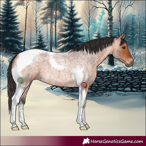 Horse Color:Bay Roan Tobiano 
