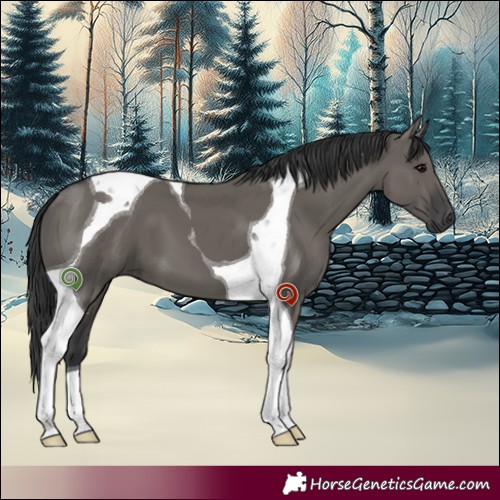 Horse Color:Grullo Tobiano 