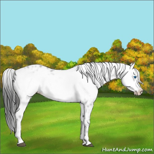 Horse Color:Liver Chestnut Frame