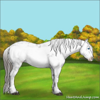 Horse Color:Liver Chestnut Frame 