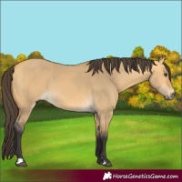 Horse Color:Buckskin Dun 