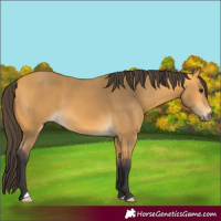 Horse Color:Buckskin 