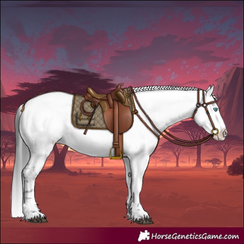 Horse Color:Blue Roan Frame 