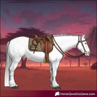 Horse Color:Blue Roan Frame