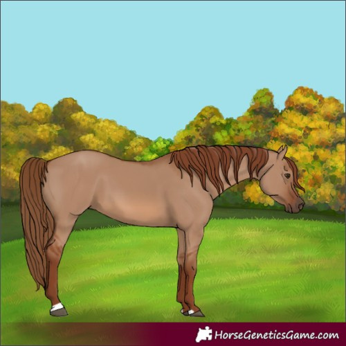 Horse Color:Red Dun