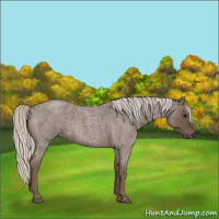 Horse Color:Silver Blue Roan 