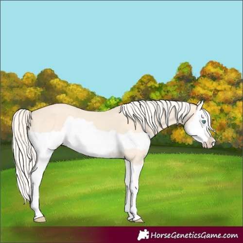 Horse Color:Cremello Splash  and Cremello Splash 
