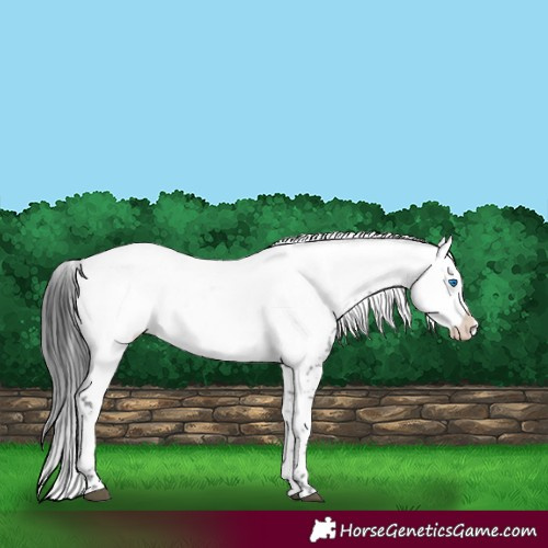 Horse Color:Black Frame 