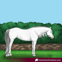 Horse Color:Black Frame 