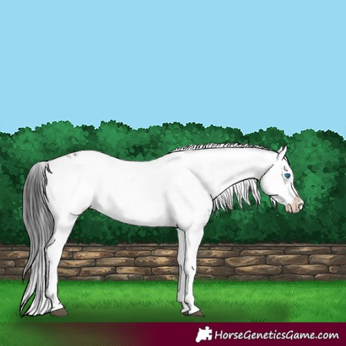 Horse Color:Black Frame 