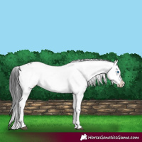 Horse Color:Black Frame 