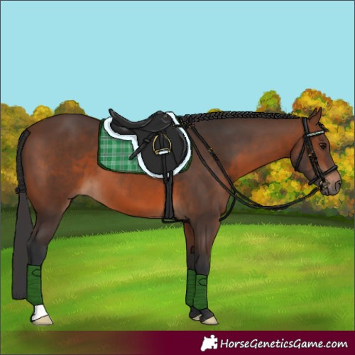 Horse Color:Brown 
