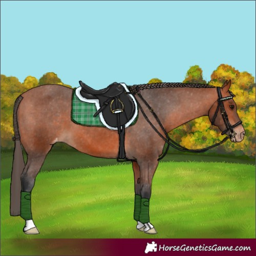 Horse Color:Bay Appaloosa