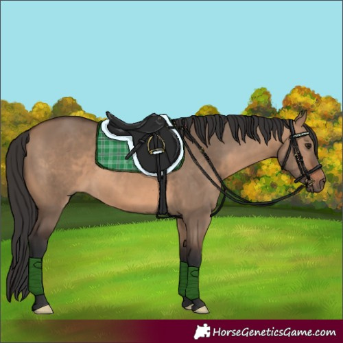 Horse Color:Brown Dun 