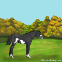 Horse Color:Black Frame 