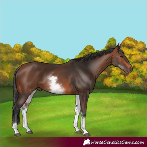 Horse Color:White Spotted Bay 