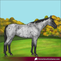 Horse Color:Blue Roan 