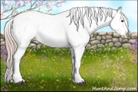 Horse Color:Palomino Appaloosa