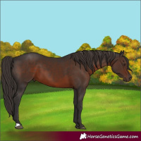 Horse Color:Liver Chestnut 