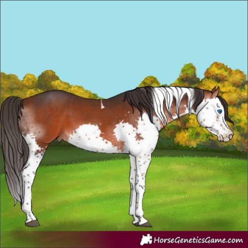 Horse Color:Bay Splash Tobiano Rabicano 