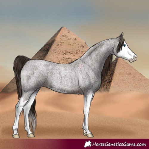 Horse Color:Liver Red Roan Splash 