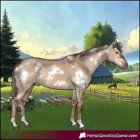 Horse Color:White Spotted Liver Red Dun 
