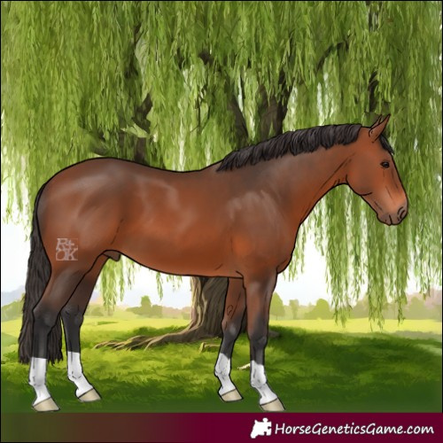 Horse Color:Bay 