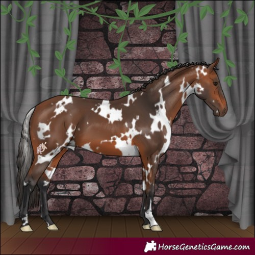 Horse Color:White Spotted Bay 
