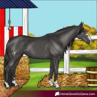 Horse Color:Black 