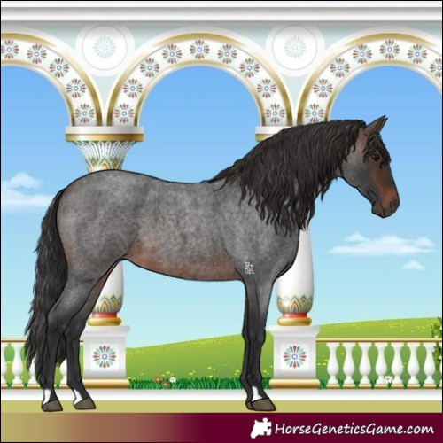 Horse Color:Brown Roan