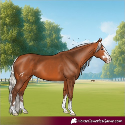 Horse Color:Silver Bay 