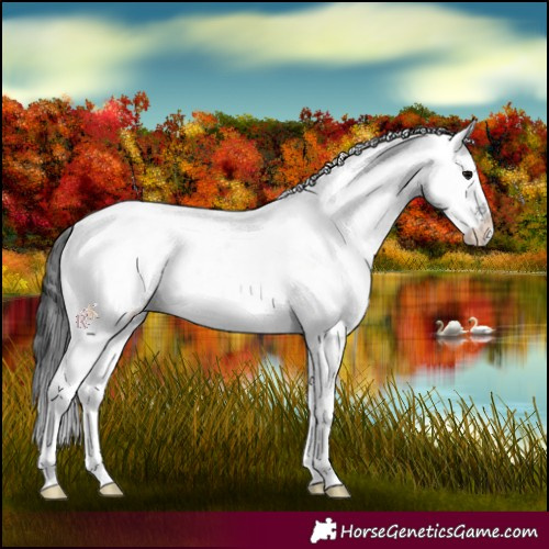 Horse Color:White Spotted Black 