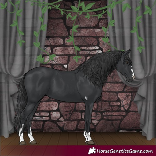Horse Color:Black 